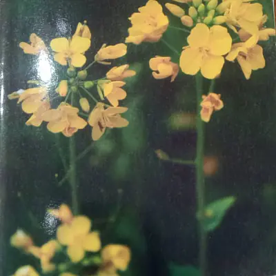 Topper Note Book primary image