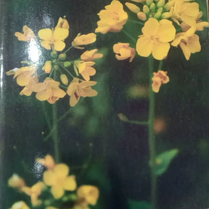 Topper Note Book - Master