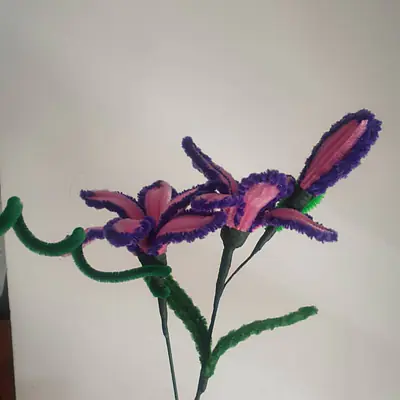 Purple Pink Pipe Flower bunch primary image