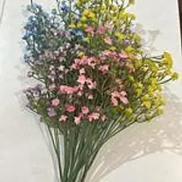 Gypsophila Flower - Master