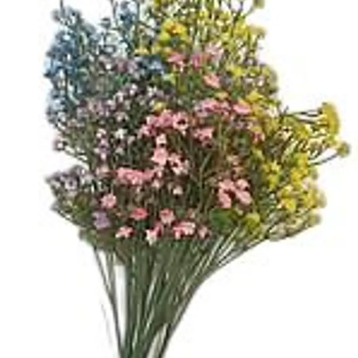 Gypsophila Flower - Master