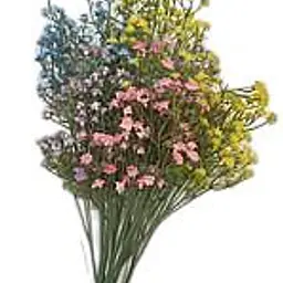 Gypsophila Flower - Master